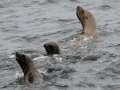 Stellar's & California Sea Lions